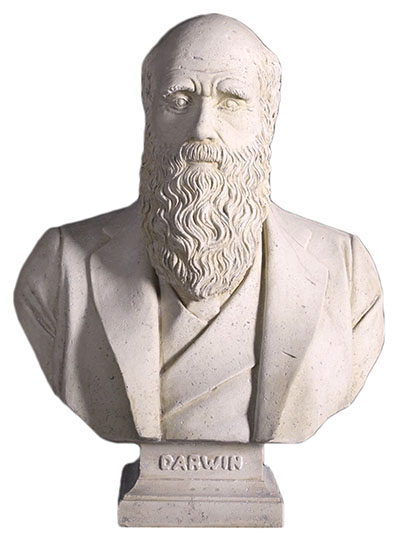 Resin Charles Darwin Bust Roman Stone Finish